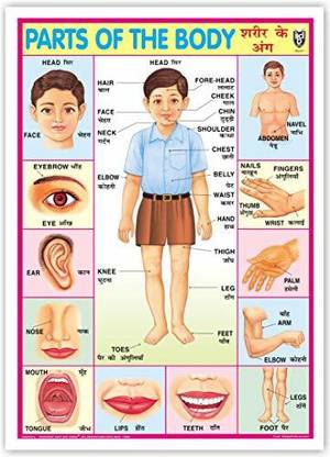 Part Of Body Chart (Size 70 X 100 Cms) Without Pvc Rollers Educational Chart Classroom Chart School Chart [Wall Chart] Indian Book Depot Paper Print