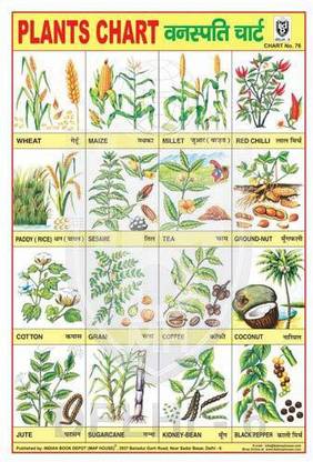 PLANTS CHART [Wall Chart] INDIAN BOOK DEPOT (MAP HOUSE) Paper Print