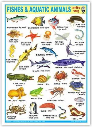 Fish & Aquatic Animals Chart (Size 70 X 100 Cms) Without Pvc Rollers Educational Chart Classroom Chart School Chart [Poster] Indian Book Depot Paper Print
