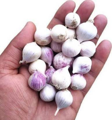 Sozal Single Clove Garlic One Kuli Lehsun Ek Pothi Lahsun White A Grade