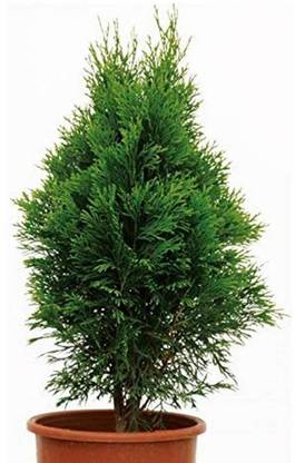Planthub Morpankhi, Golden Thuja Seeds Seed