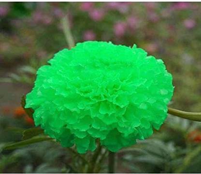 KANISHQ Green Marigold Seed