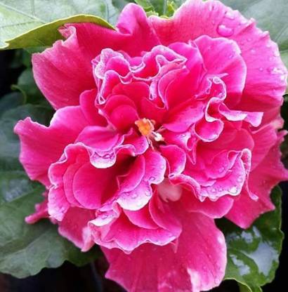 JR GLOBLE Hibiscus Plant