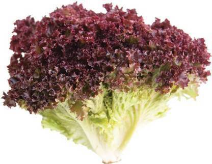 Axote Lettuce Red Lollo Rosso Seed