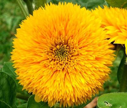 Nodoc Sunflower Teddy Bear Seed