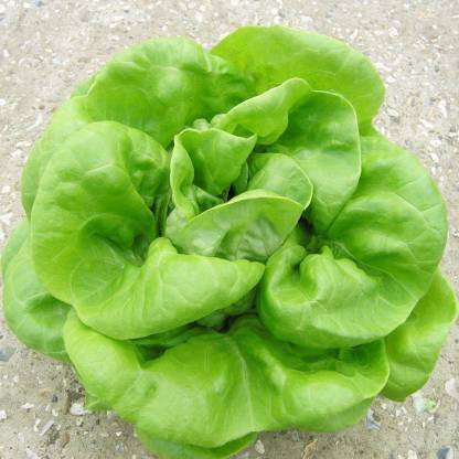 Axote GREEN LETTUCE Seed