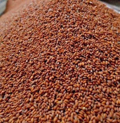 TAMRANSH HALIM SEEDS Seed