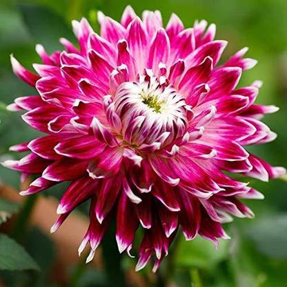FERNSFLY FERNSFLY® Flower Bulbs IMP. Dahlia | Dhalia | Dahalia Perennial Flower Bulbs Excellent Quality Attractive Aromatic Flower Home Outdoor Gardening Flowering Pack of 1 Bulb Seed