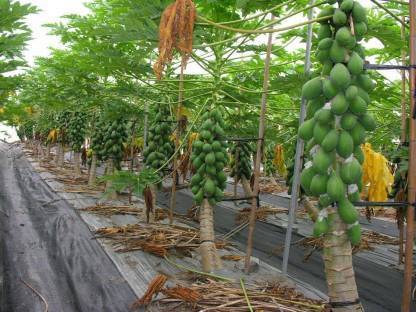 THAMMAR RED LADY PAPAYA Seed