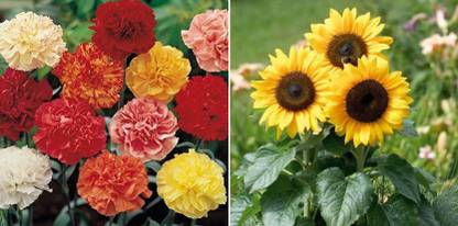xcentax Dhantus carnation chabaud mixed, Sunflower Minature Summer Seed