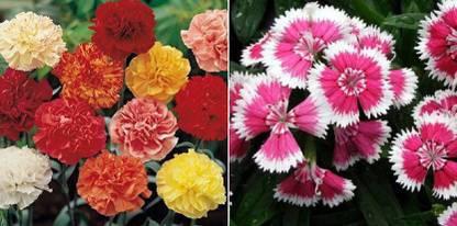 xcentax Dhantus carnation chabaud mixed, Dianthus Seed