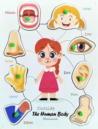 Khilonewale Parts of Body - The Human Body Outside with Knob (Size 30*22 cm)