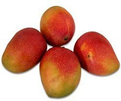 Mango Suvarnarekha