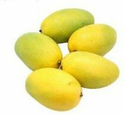 Mango Dasheri