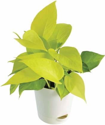 Moeny Money Plant