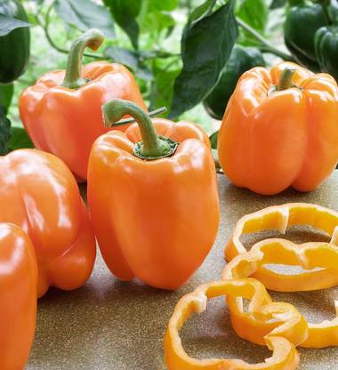 Axote Orange Bell Pepper/ Orange Capsicum Seed