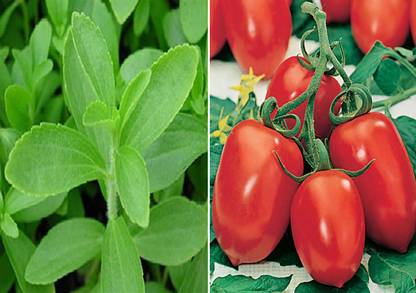 Axote Stevia Sweet Leaves and Tomato Roma VF Heirloom Seeds (Pack of 25 Seeds Stevia Sweet Leaves + 25 Tomato Roma VF Heirloom) 50++ Seeds Seed