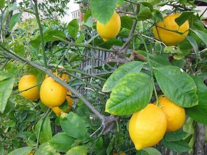 V K Global Lemon Plant