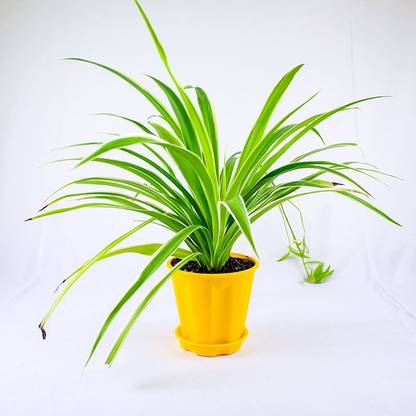 LIVE GREEN Spider Plant