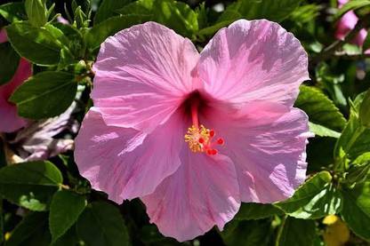 Click to buy Hibiscus Plant