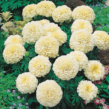 M-Tech Gardens Rare Hybrid African Marigold " Vanilla " Exotic 30 Seed