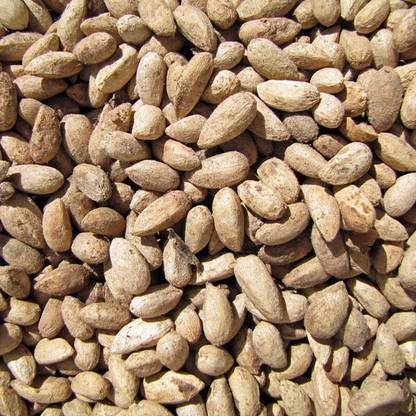 EasySeeds Neem, Desi Neem, Azadirachta indica Seed
