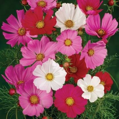 GREENS F1 Hybrid Cosmos Casa Japanize Flower Seed