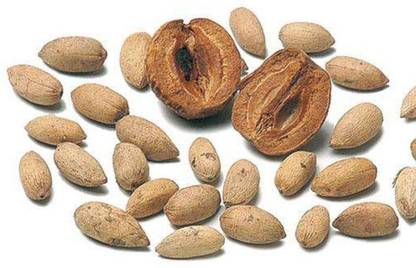 Sjeme Melia Dubia Tree Neem Malabar Seed Seed
