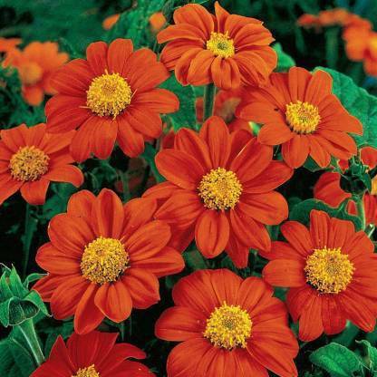 Beejaropan TITHONIA TORCH RED Seed