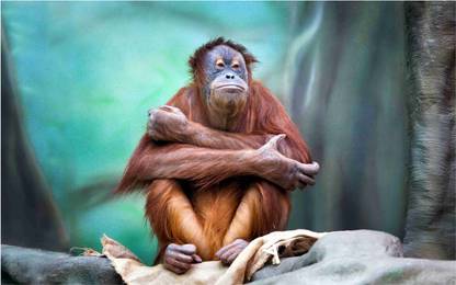 Monkey Wall Poster For Room With Gloss Lamination M49 Paper Print