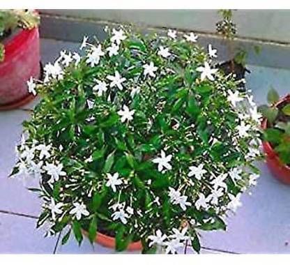 Haryalihub Jasmine Plant