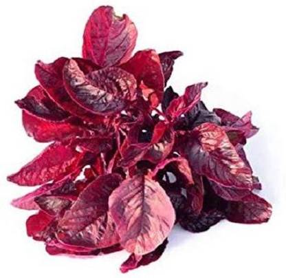 LYRS Red Amaranth Vegetable Seed Seed