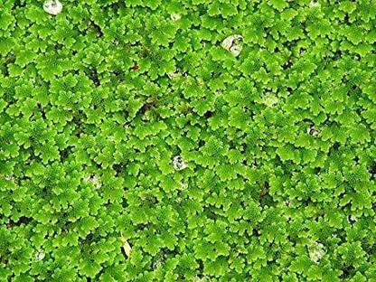 flexi prices azolla Seed