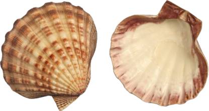 aswath COCONUT CHIPPY / SCALLOP SHELL / BROWN LARG SCALLOP SHELL / NATURAL LARG SCALLOP SEASHELL Decorative Shankh