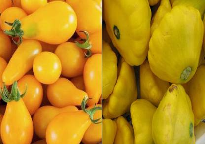 Axote Tomato S Yellow Pear , Squash Pattypan Seed