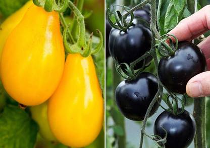 Axote Tomato S Yellow Pear , Purple Cherry Tomato Seed