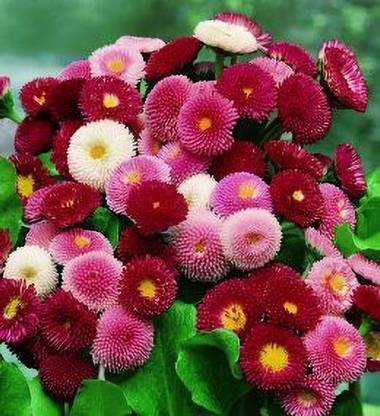 Mozette Daisy Mix Flower Seed