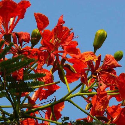 Sjeme Red Organic Gulmohar Flower Seed Seed