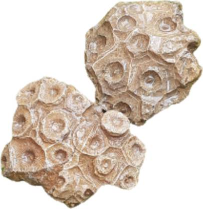 Maitri Export Coral Fossil-1kg-Rough Regular Asymmetrical Crystal Stone