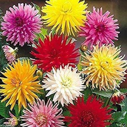 DIVINE DIOART®AS-Cactus Mix Dahlia-T-319 Seed