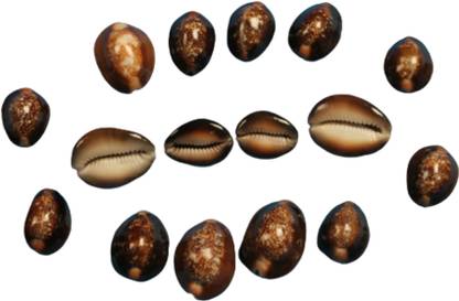 aswath CYPRAEA ARABIA / AATLA COWRIES SHELLS / RAJA BLACK COWDY Decorative Shankh