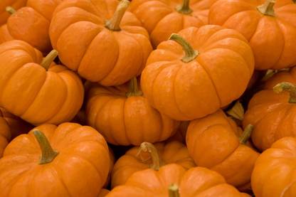 Paudha Pumpkin Kaddoo Seed