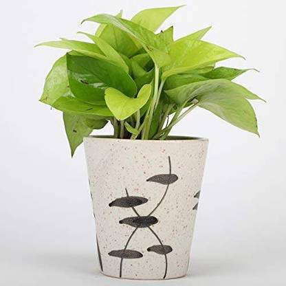 Grinian Money Plant