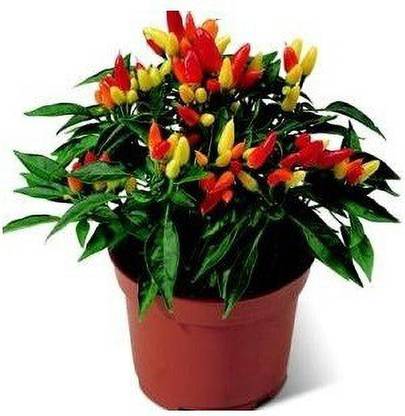VibeX ™ XX-252-HYBRID CHILLI SEED Seed