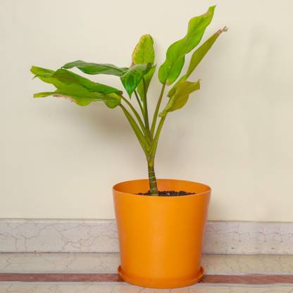 Trellis Bliss Rubber Floor Planter with Saucer Plant Container Set