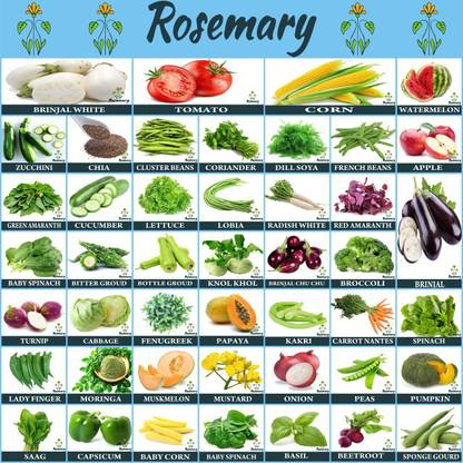 Rosemary 45 Types Vegetables Seeds Combo Pack kitchen Garden Pack Seed
