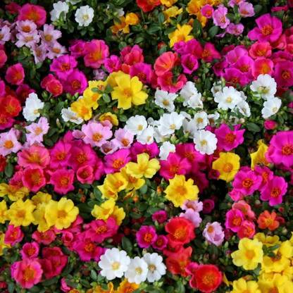 FC Portulaca Mixed Flower Seed