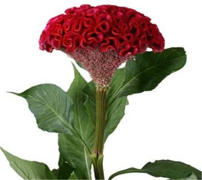 FC Cockscomb jewel box Flower Seed