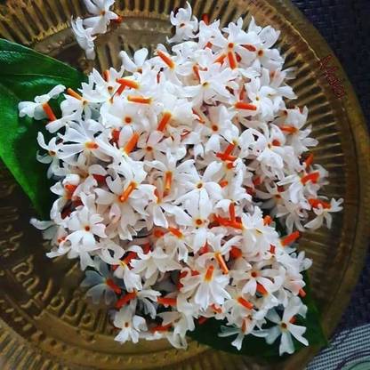 Sjeme Night Jasmine Flower Seed Seed