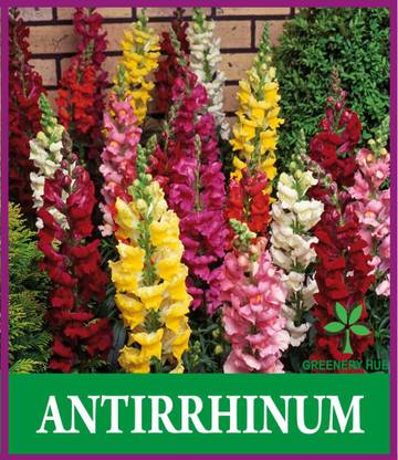 Greenery Hub ANTHIRRIUM Seed